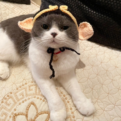 Cute Cat Hat Funny Pets Party Cosplay Headwear..